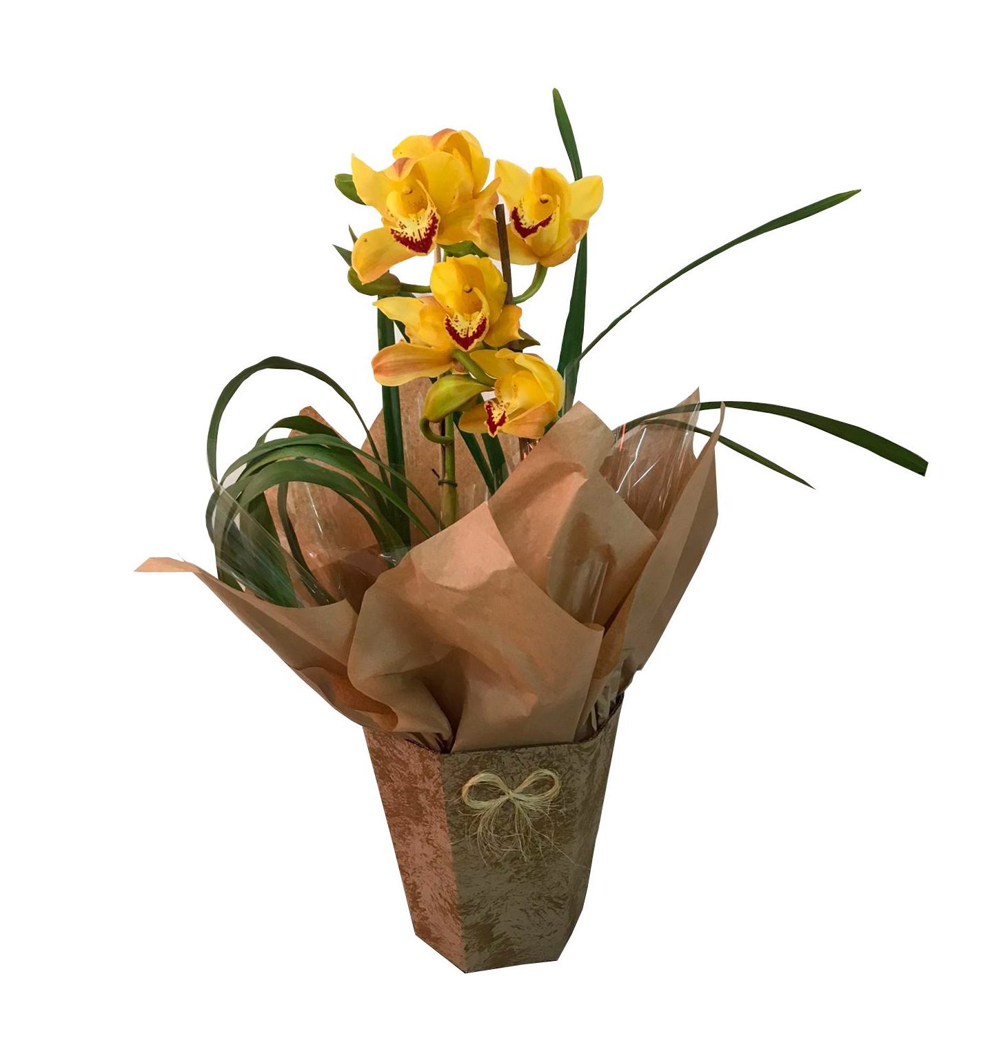 Orquidea Cymbidium – Helena Flores Jardins ::